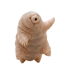 くまむし