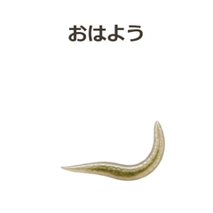 動く!線虫のくねくね連絡のプレビュー・押すと拡大