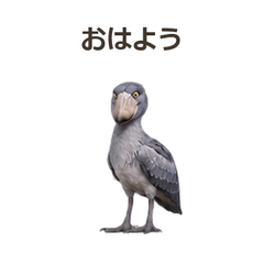 動く!ハシビロコウの毎日のプレビュー・押すと拡大