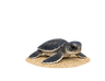 タブ画像