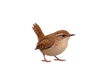 タブ画像
